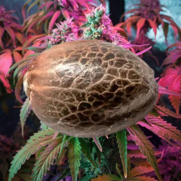 thca hemp cannabis flower weed seeds